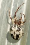 Larinioides cornutus