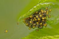Araneus diadematus