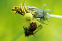 Misumena vatia