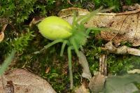 Micrommata virescens