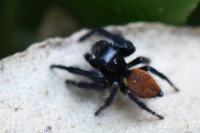Carrhotus xanthogramma
