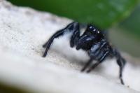 Carrhotus xanthogramma