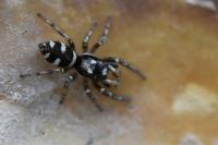 Salticus scenicus