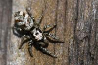 Salticus scenicus