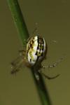 Mangora acalypha