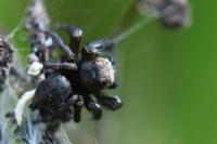 Evarcha arcuata
