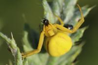 Misumena vatia