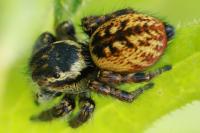 Carrhotus xanthogramma