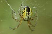 Mangora acalypha
