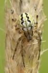 Neoscona adianta