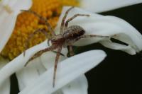 Philodromus