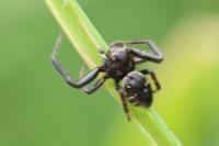 Synema globosum