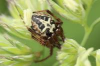 Larinioides cornutus