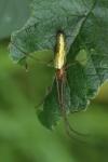 Tetragnatha