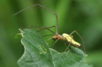 Tetragnatha