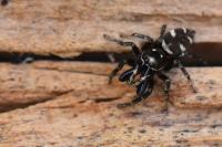 Salticus scenicus