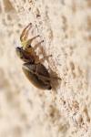 Heliophanus tribulosus