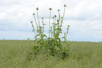 Silybum marianum