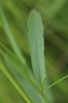 Lathyrus nissolia