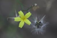 Lactuca muralis