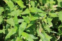 Persicaria maculosa