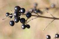 Ligustrum vulgare