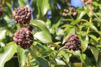 Hedera helix