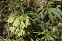 Helleborus foetidus