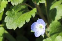 Veronica persica