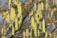 Corylus avellana