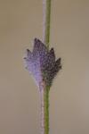 Draba muralis
