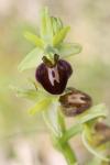 Ophrys aranifera