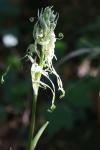 Himantoglossum hircinum