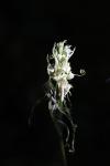 Himantoglossum hircinum