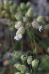 Silene vulgaris