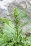 Oxybasis rubra