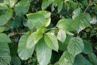 Phytolacca americana