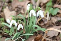 Galanthus nivalis