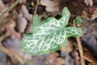 Arum italicum