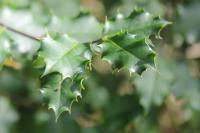 Ilex aquifolium