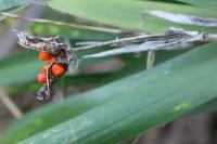 Iris foetidissima