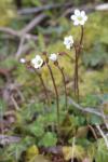 Saxifraga granulata