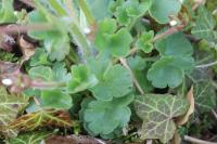 Saxifraga granulata