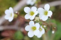 Saxifraga granulata