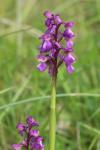 Anacamptis morio