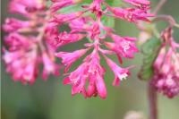 Ribes sanguineum