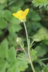Ranunculus bulbosus