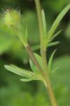 Ranunculus bulbosus