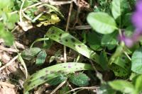 Orchis mascula