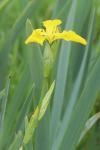 Iris pseudacorus